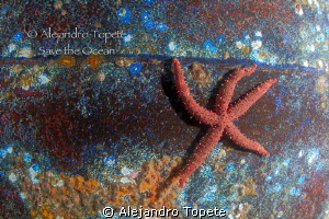 Star in the Wreck, La Paz Mexico by Alejandro Topete 